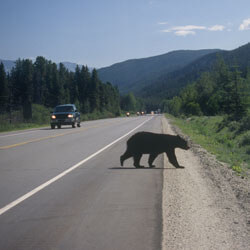 A black bear crossing the road with traffic driving by