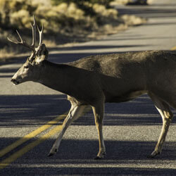 A deer crossing the road