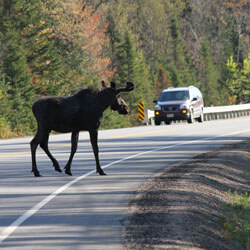 A moose crossing the road while a car waits